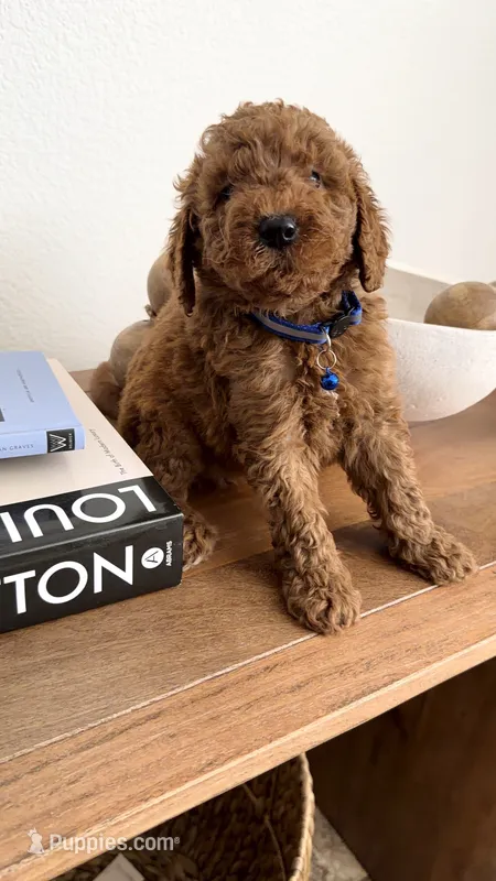 Blue – Miniature Goldendoodle puppy for sale in Imperial, CA