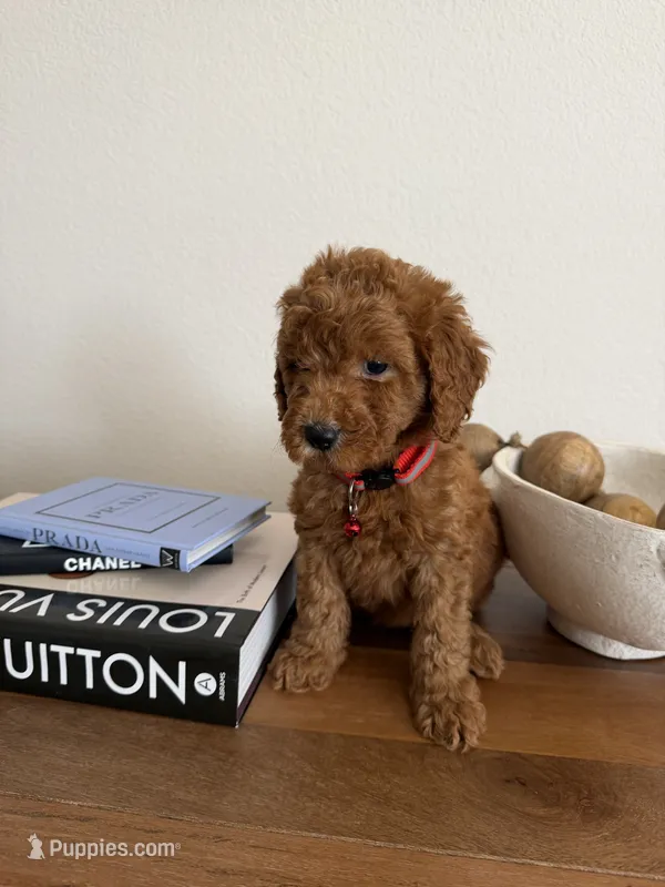 Red – Miniature Goldendoodle puppy for sale in Imperial, CA