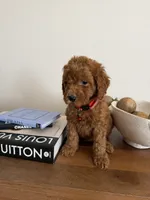 Red, a male Miniature Goldendoodle for sale in Imperial, CA – 1 of 3