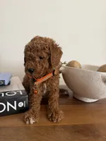 Orange, a male Miniature Goldendoodle for sale in Imperial, CA – 4 of 4