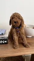 Blue, a male Miniature Goldendoodle for sale in Imperial, CA – 3 of 3
