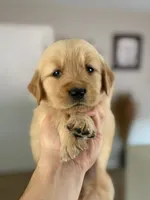 Valentine’s Day Pups, a male Golden Retriever for sale in Riverside, CA – Photo 2 of 2