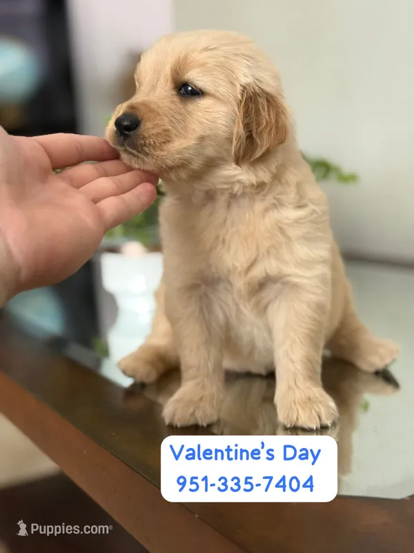 Valentine’s Day Pups