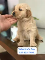 Valentine’s Day Pups, a male Golden Retriever for sale in Riverside, CA – Photo 1 of 2
