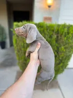Dachshund “Isabella” male , a male Dachshund for sale in Riverside, CA – Photo 4 of 5