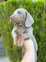 Dachshund “Isabella” male , a male Dachshund for sale in Riverside, CA – Photo 3 of 5