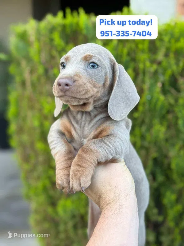 Dachshund “Isabella” male  – Dachshund puppy for sale in Riverside, CA