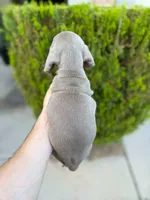 Dachshund “Isabella” male , a male Dachshund for sale in Riverside, CA – Photo 5 of 5