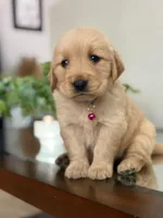 Valentine’s Day Pups, a female Golden Retriever for sale in Riverside, CA – Photo 2 of 3
