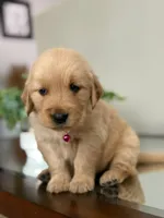 Valentine’s Day Pups, a female Golden Retriever for sale in Riverside, CA – Photo 3 of 3