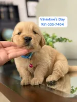 Valentine’s Day Pups, a female Golden Retriever for sale in Riverside, CA – Photo 1 of 3