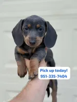 Dachshund “Blue and tan”, a female Dachshund for sale in Riverside, CA – Photo 1 of 3