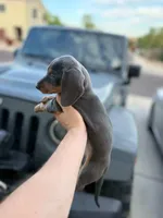 Dachshund “Blue and tan”, a female Dachshund for sale in Riverside, CA – Photo 3 of 3