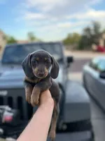 Dachshund “Blue and tan”, a female Dachshund for sale in Riverside, CA – Photo 2 of 3