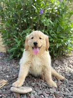 Pick up today! Puppy #2, a female Golden Retriever for sale in Riverside, CA – Photo 3 of 3