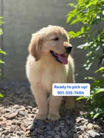 Pick up today! Puppy #2, a female Golden Retriever for sale in Riverside, CA – Photo 1 of 3