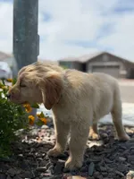 Pick up today! Puppy #4, a male Golden Retriever for sale in Riverside, CA – Photo 2 of 3