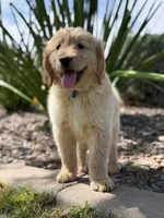 Pick up today! Puppy #4, a male Golden Retriever for sale in Riverside, CA – Photo 3 of 3