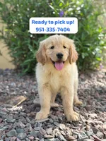 Pick up today! Puppy #4, a male Golden Retriever for sale in Riverside, CA – Photo 1 of 3