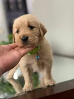 Valentine’s Day Pups, a male Golden Retriever for sale in Riverside, CA – Photo 3 of 3