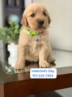 Valentine’s Day Pups, a male Golden Retriever for sale in Riverside, CA – Photo 1 of 3