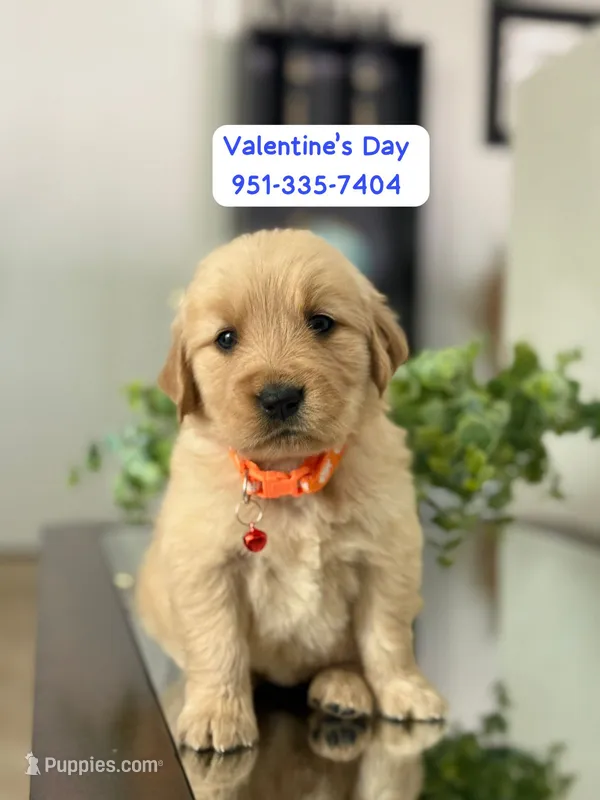 Valentine’s Day Pups