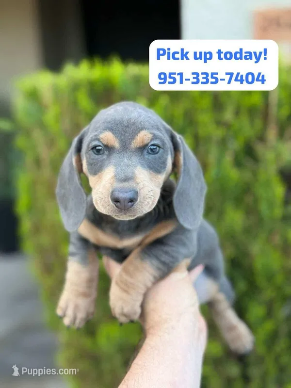 Dachshund “Blue and tan”