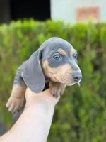 Dachshund “Blue and tan”, a male Dachshund for sale in Riverside, CA – Photo 2 of 4
