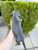 Dachshund “Blue and tan”, a male Dachshund for sale in Riverside, CA – Photo 4 of 4