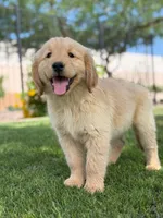 Pick up today! Puppy #5, a female Golden Retriever for sale in Riverside, CA – Photo 2 of 3