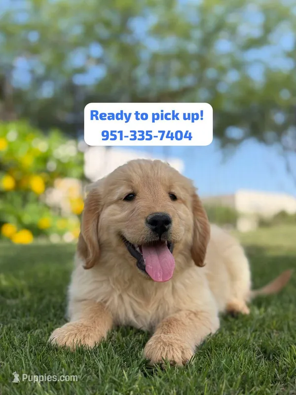 Pick up today! Puppy #5