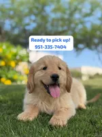 Pick up today! Puppy #5, a female Golden Retriever for sale in Riverside, CA – Photo 1 of 3