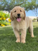 Pick up today! Puppy #5, a female Golden Retriever for sale in Riverside, CA – Photo 3 of 3