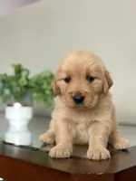 Valentine’s Day Pups, a female Golden Retriever for sale in Riverside, CA – Photo 3 of 3