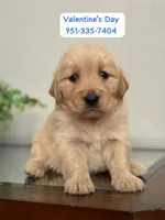 Valentine’s Day Pups, a female Golden Retriever for sale in Riverside, CA – Photo 1 of 3