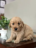 Valentine’s Day Pups, a female Golden Retriever for sale in Riverside, CA – Photo 2 of 3