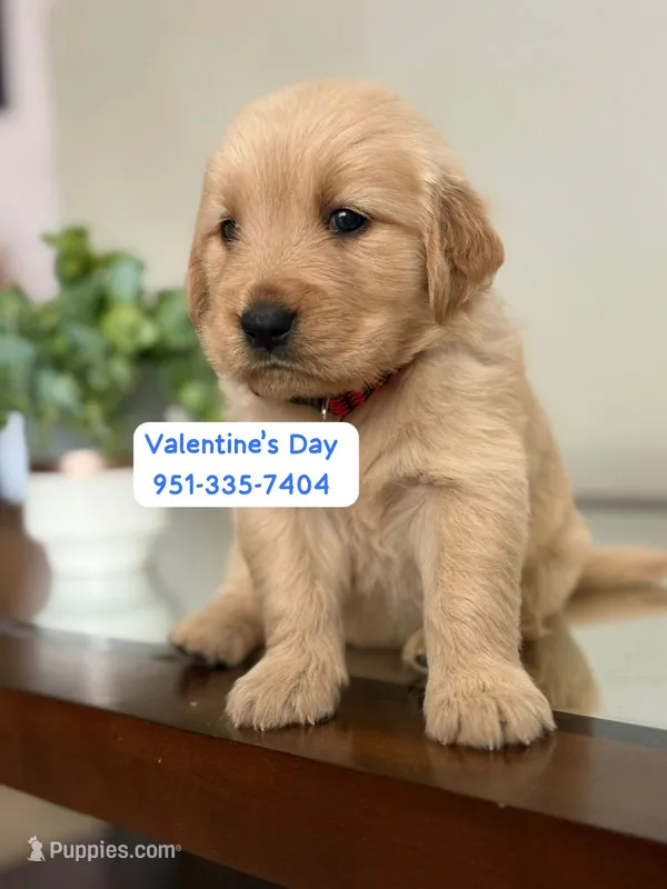 Valentine’s Day Pups