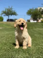 Pick up today! Puppy#6, a female Golden Retriever for sale in Riverside, CA – Photo 2 of 3