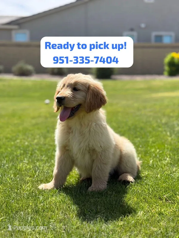 Pick up today! Puppy#6