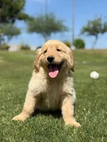 Pick up today! Puppy#6, a female Golden Retriever for sale in Riverside, CA – Photo 3 of 3