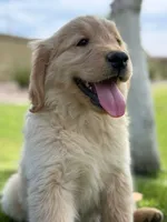 Pick up today! Puppy #1, a male Golden Retriever for sale in Riverside, CA – Photo 2 of 3