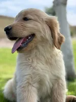 Pick up today! Puppy #1, a male Golden Retriever for sale in Riverside, CA – Photo 3 of 3