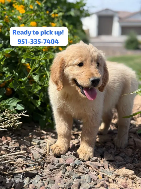 Pick up today! Puppy #1 – Golden Retriever puppy for sale in Riverside, CA