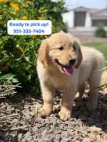 Pick up today! Puppy #1, a male Golden Retriever for sale in Riverside, CA – Photo 1 of 3