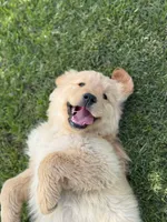 Pick up today! Puppy #3, a male Golden Retriever for sale in Riverside, CA – Photo 3 of 4