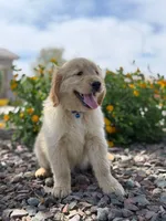 Pick up today! Puppy #3, a male Golden Retriever for sale in Riverside, CA – Photo 2 of 4