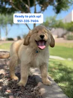 Pick up today! Puppy #3, a male Golden Retriever for sale in Riverside, CA – Photo 1 of 4
