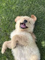 Pick up today! Puppy #3, a male Golden Retriever for sale in Riverside, CA – Photo 4 of 4