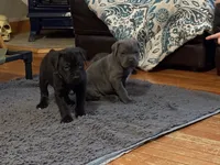 Pink, a female Cane Corso for sale in Shapleigh, ME – Photo 5 of 10
