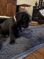 Pink, a female Cane Corso for sale in Shapleigh, ME – Photo 10 of 10